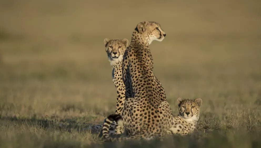 Tanzânia e Zanzibar com Safári