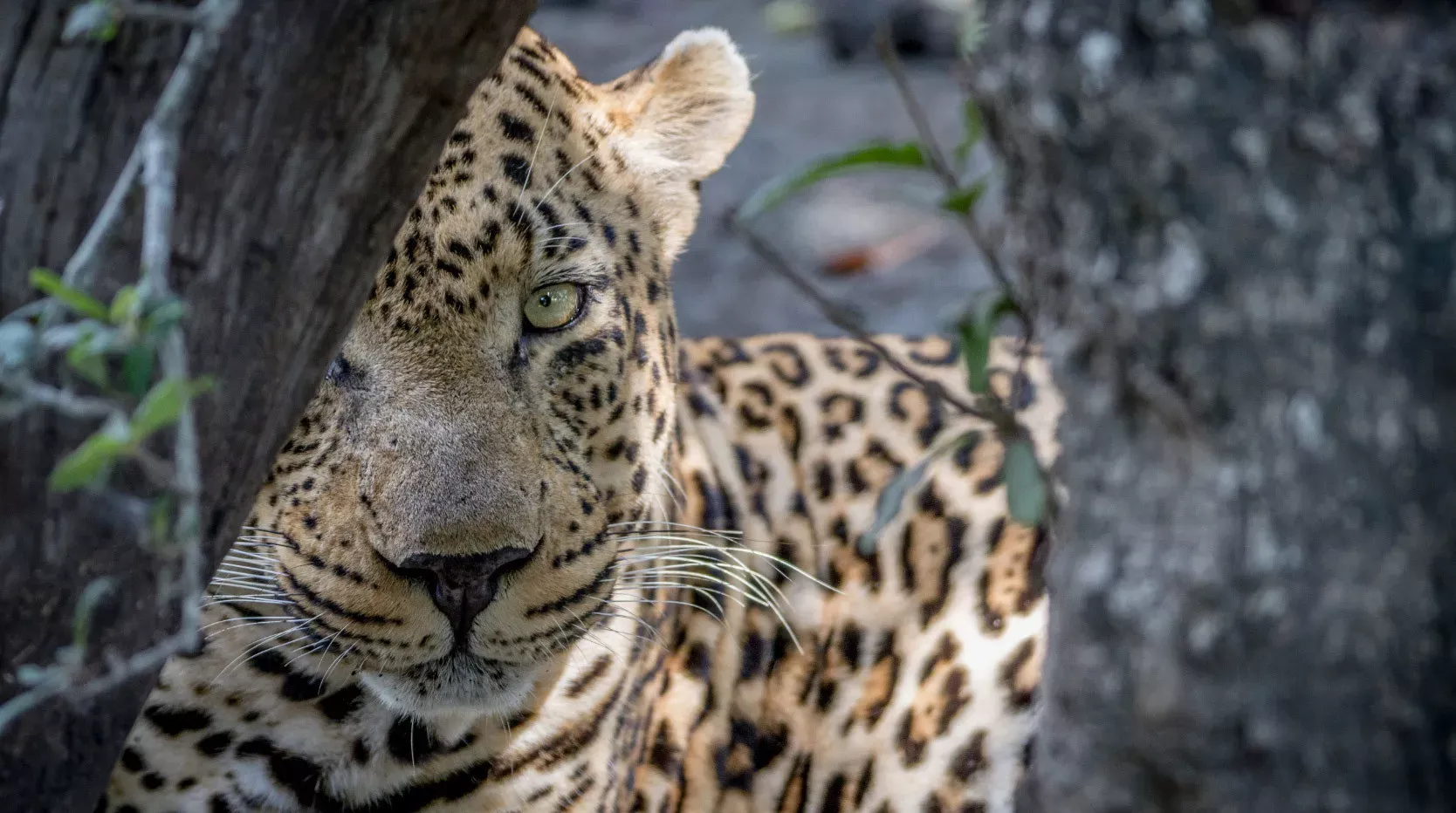 Pessoa em camelo no deserto