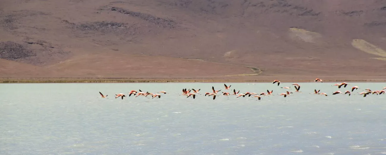 Travessia do Atacama Uyuni com Explora