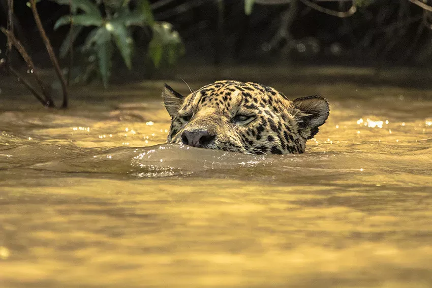 Cruzeiro no Pantanal Rio Mutum