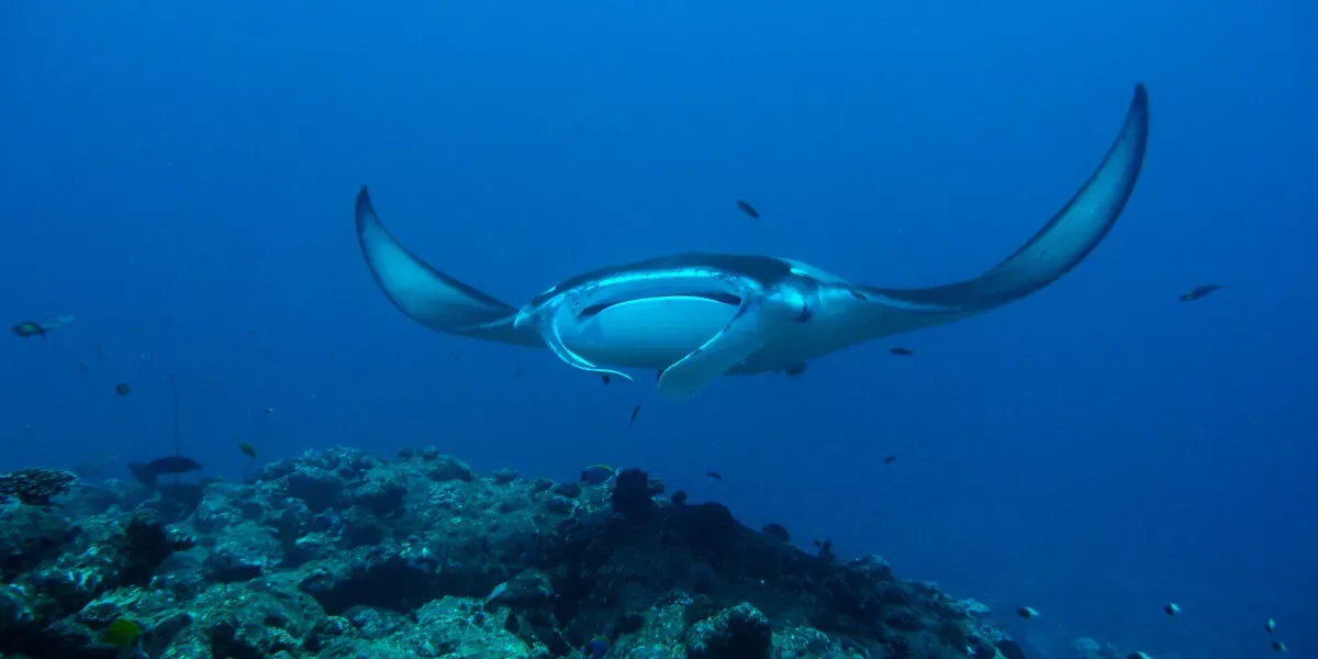 Milaidhoo Island Maldives