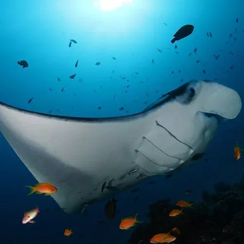 Soneva Fushi