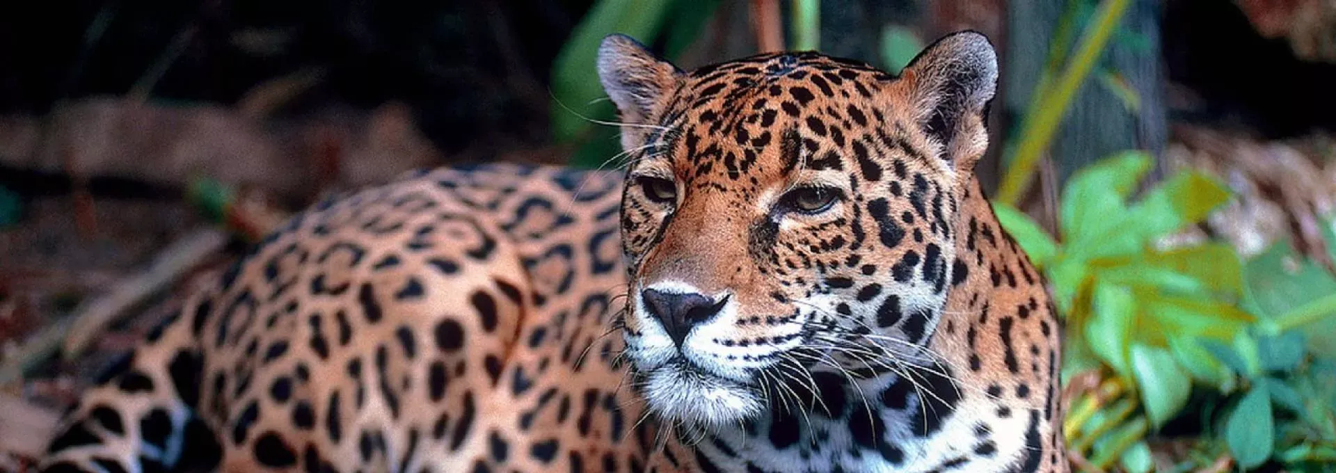 Cruzeiro Pantanal Norte - em busca da Onça Pintada