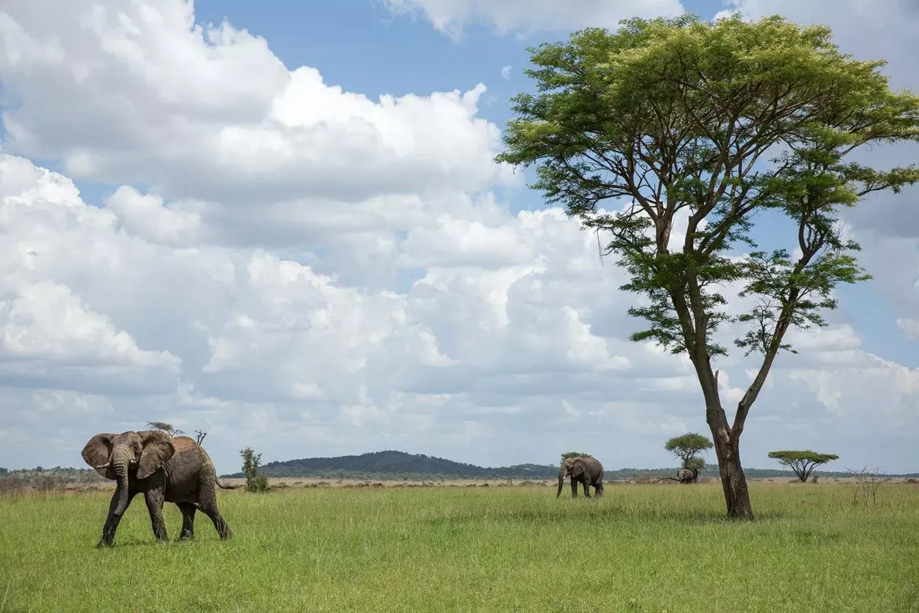 Arusha, Singita & Zuri Zanzibar