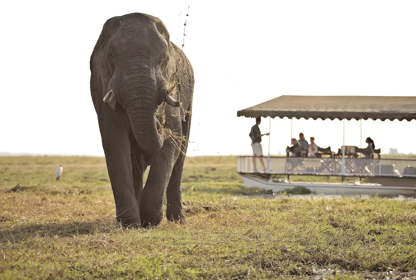 Safari em Delta Okavango e Chobe by andBeyond