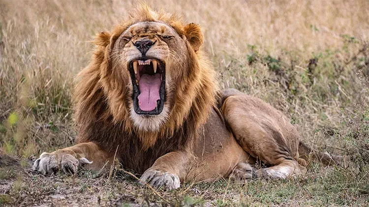 Big 5 Marinho e Big 5 Safari na África do Sul