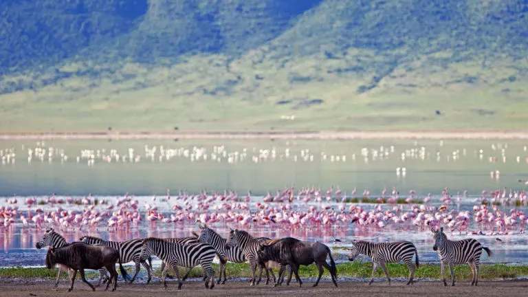 Tanzania  Safari