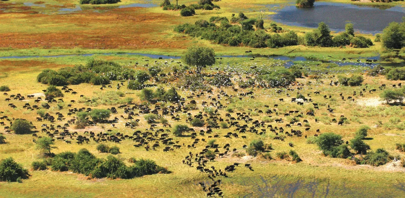 Your Botswana Teenage Family Safari 