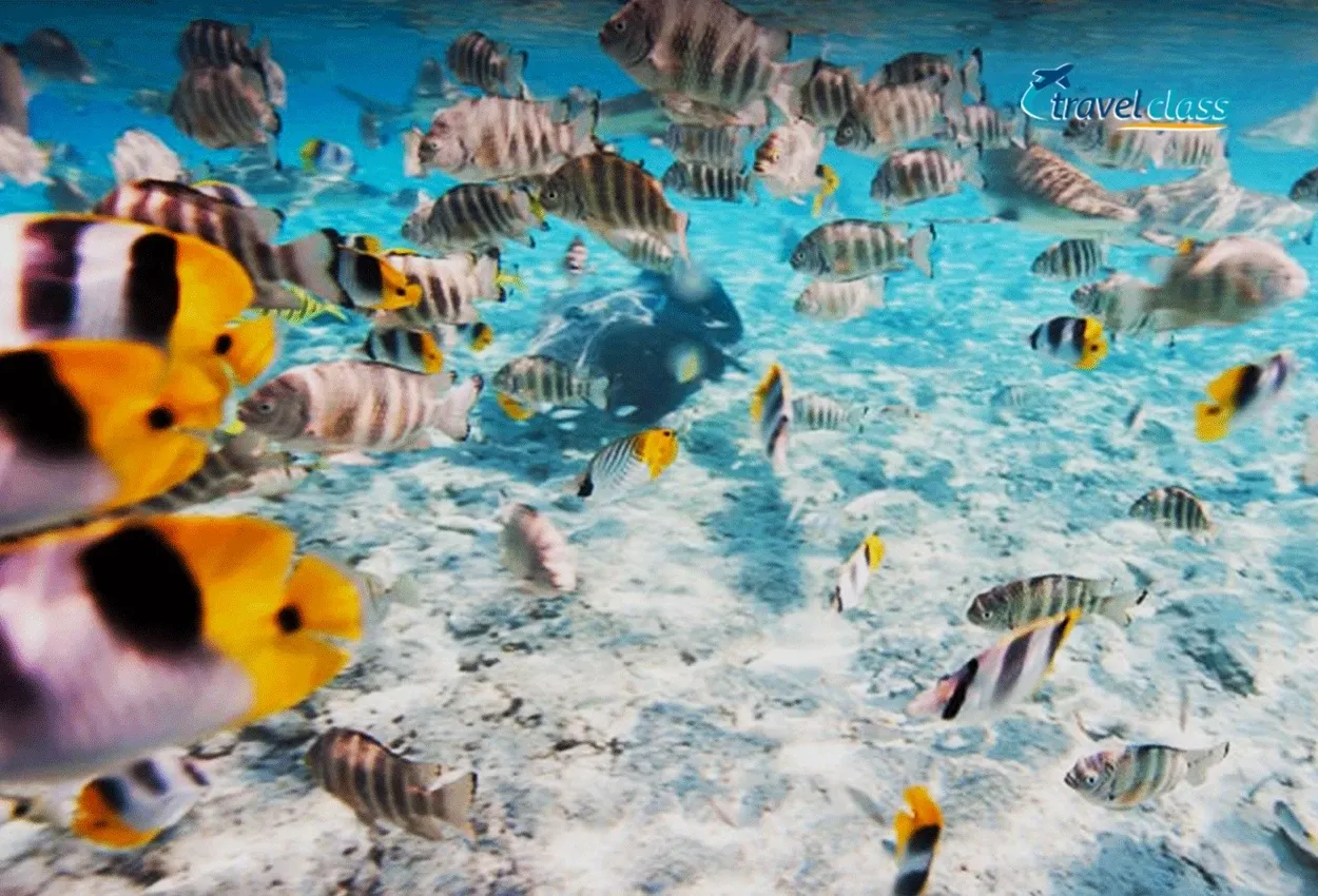 Bora Bora Especial