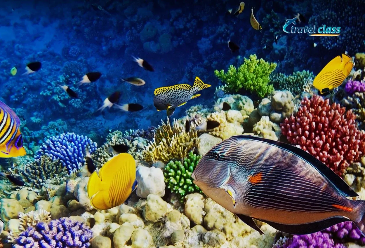 Sharm El Sheikh