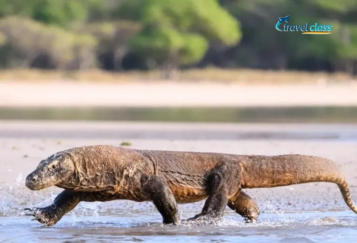 Labuan Bajo & Ilha de Komodo