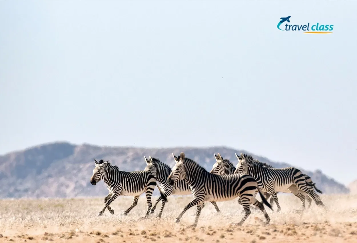 Zebras