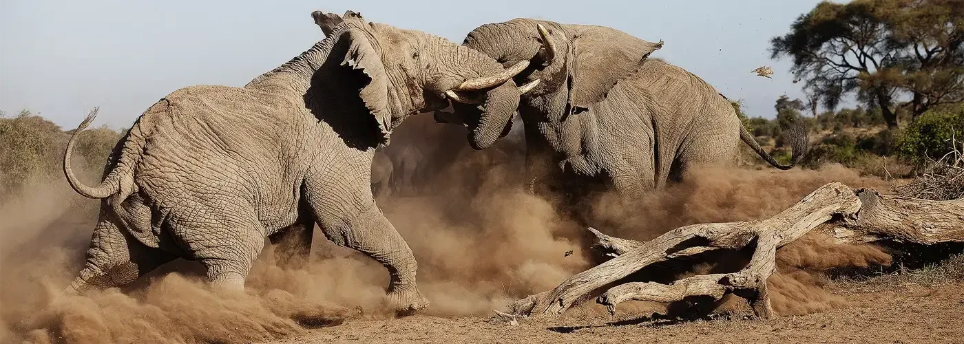 O Melhor do Quênia com Guia Brasileiro