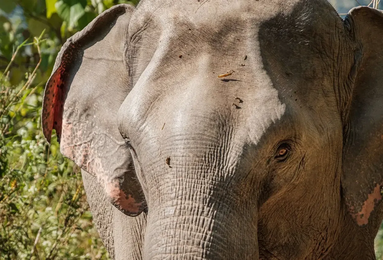 Wild Elegance - Camboja, Laos e Tailandia