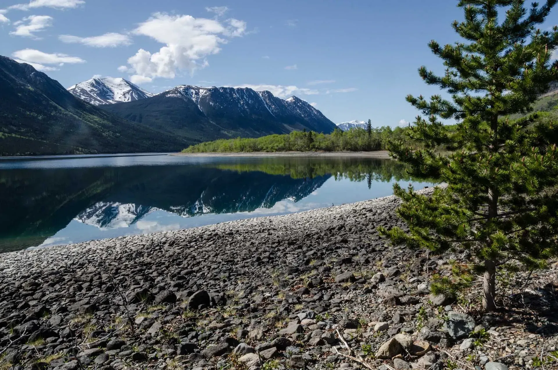 canada-whitehorse-wild