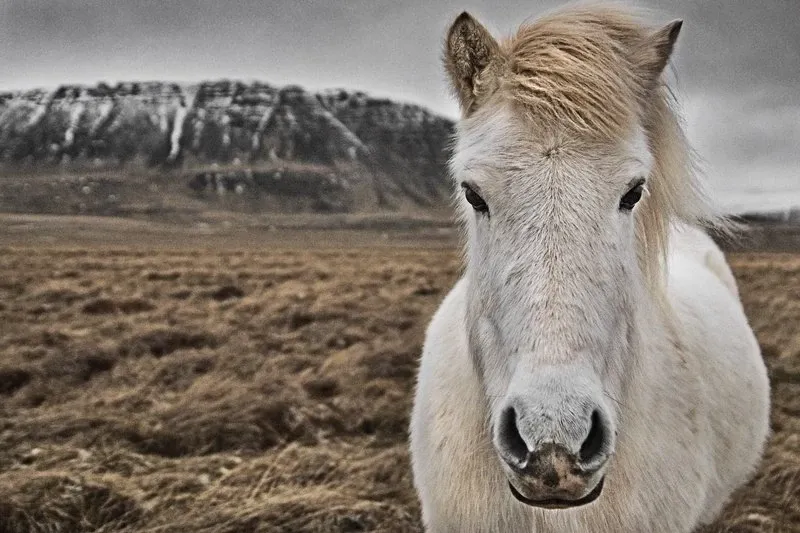 islandia-cavalo-olhando