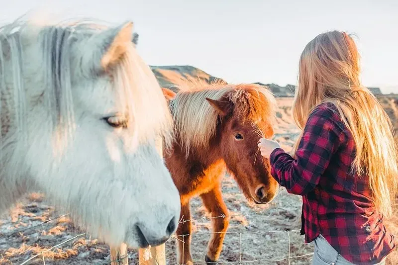 islandia-cavalos