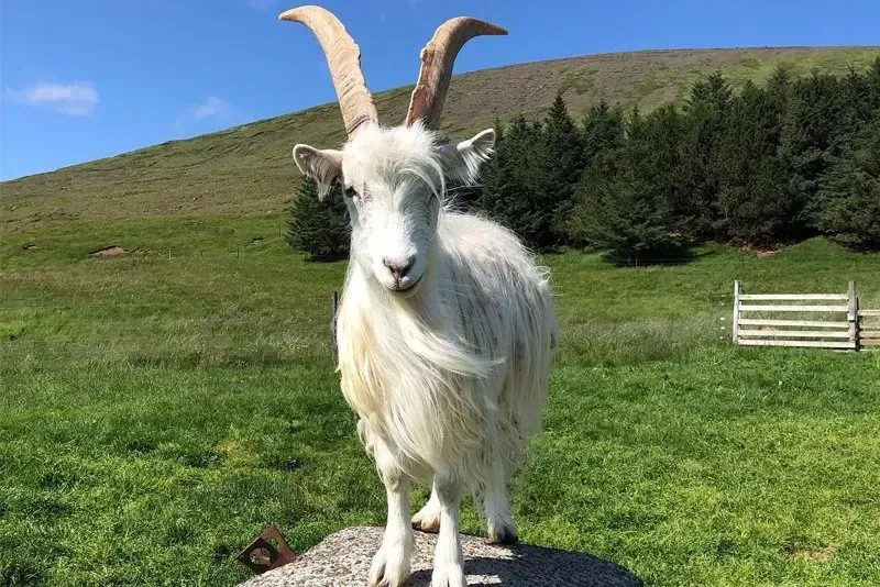 islandia-cabra