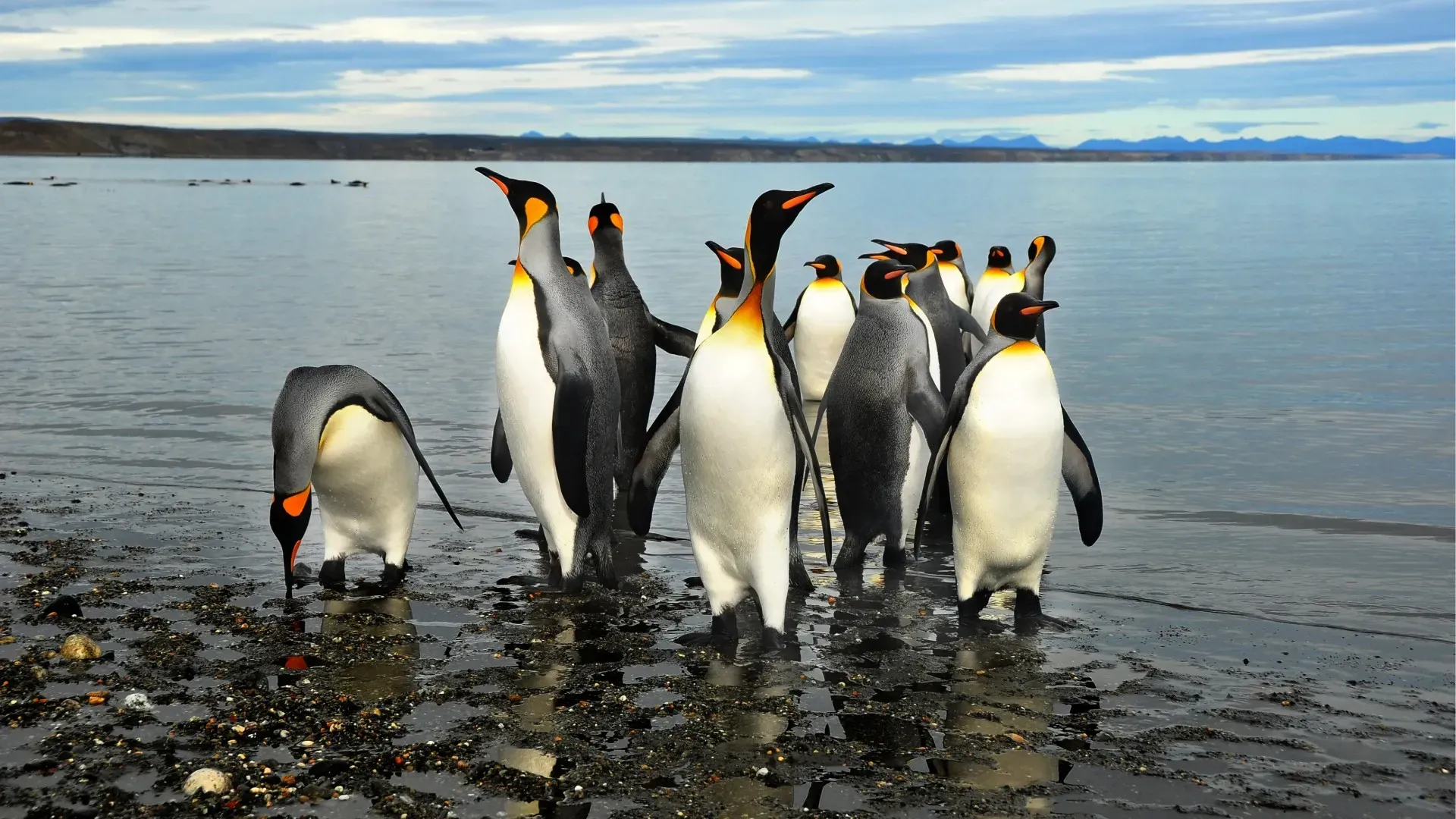 Pinguins de Ushuaia, Argentina
