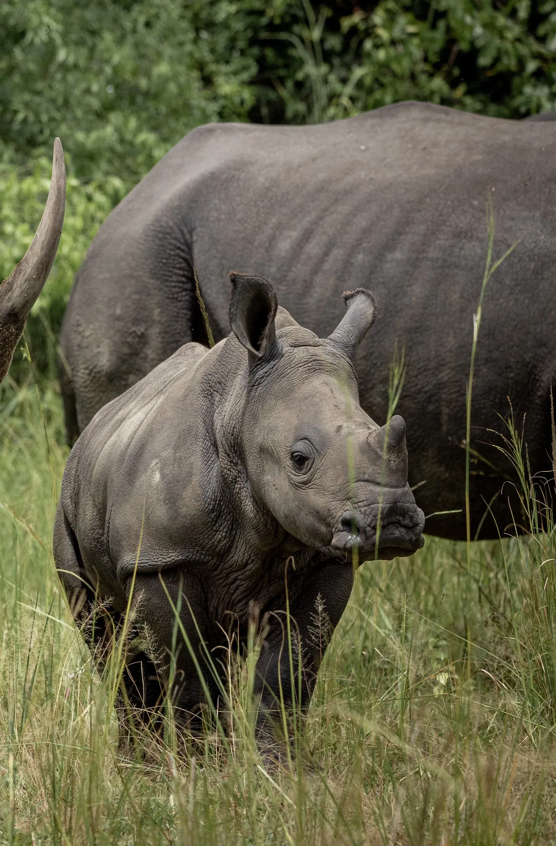 uganda-rhino-01