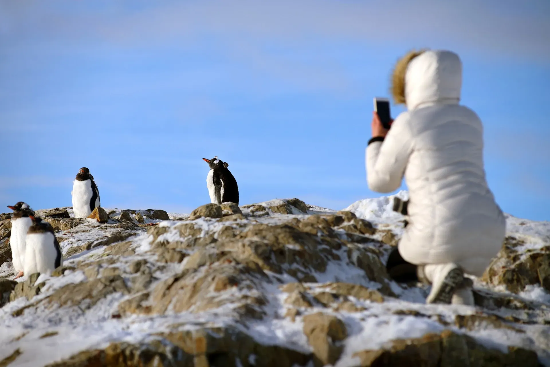 argentina-patagonia-el-pinguino