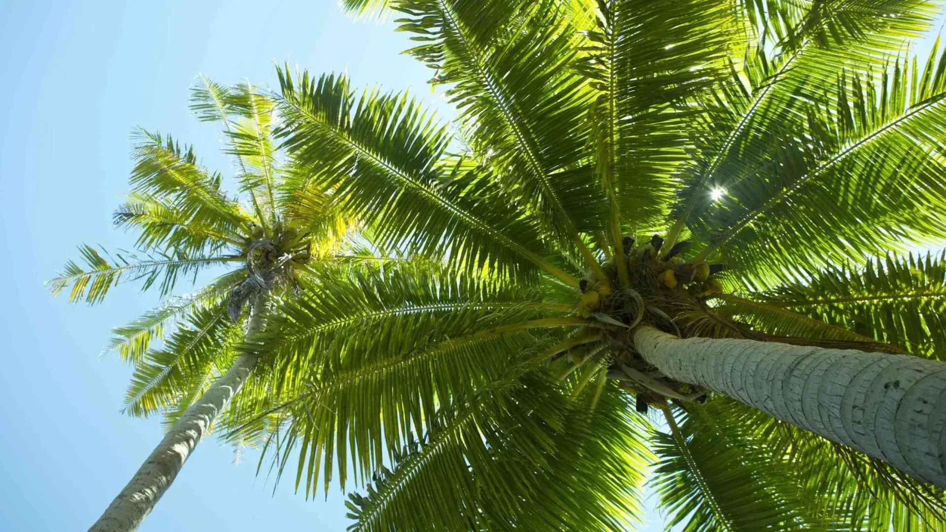 Coqueiro em Tikehau, Polinesia Francesa