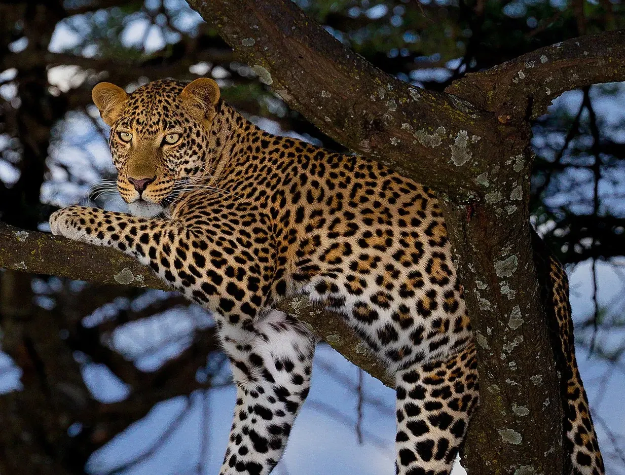 Masai Mara by Porini Camps