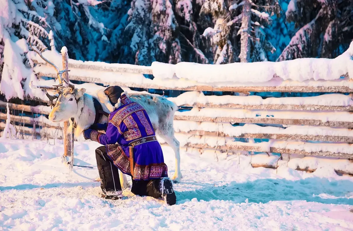 Sami com uma Rena, na Finlândia