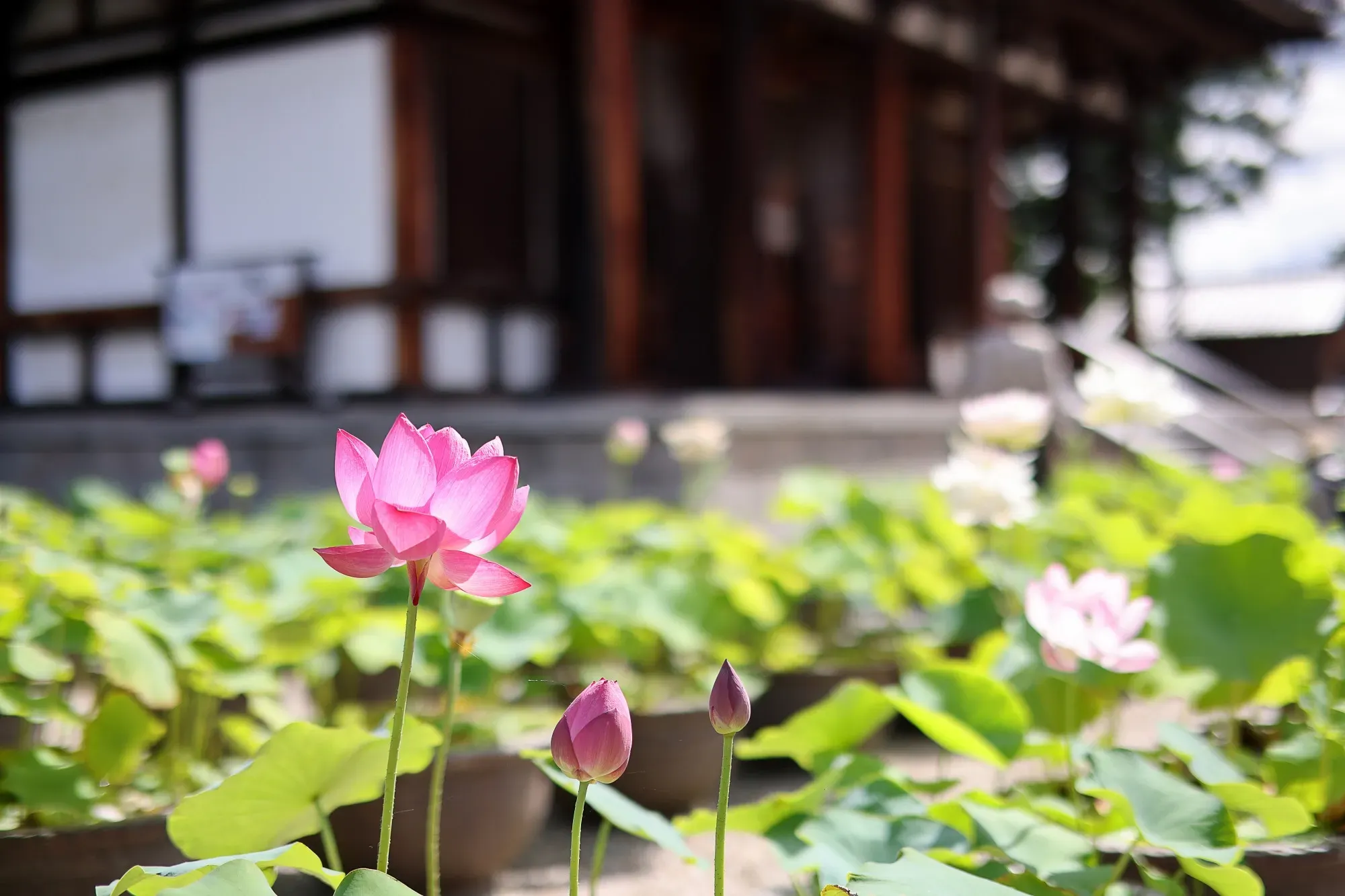 Flor de Lotus, em Nara, Japão