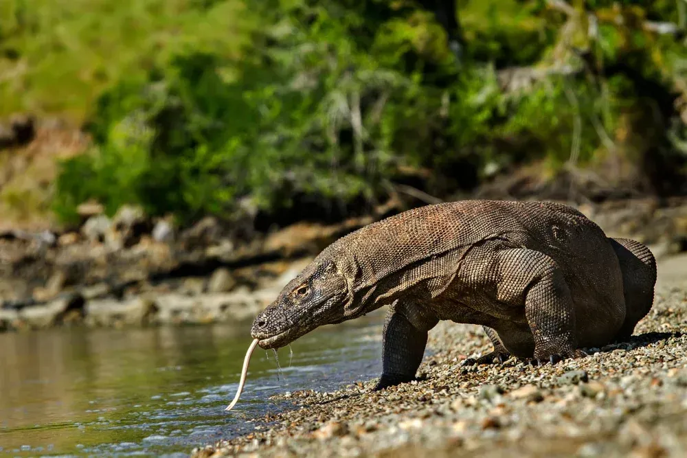 Dragão de Komodo no Parque Nacional de Komodo, Indonésia