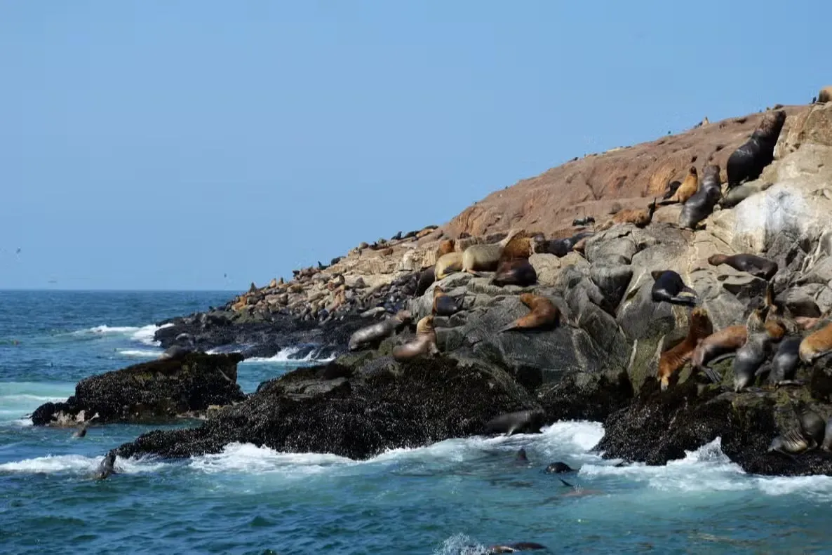 ilhas Palomino, Peru