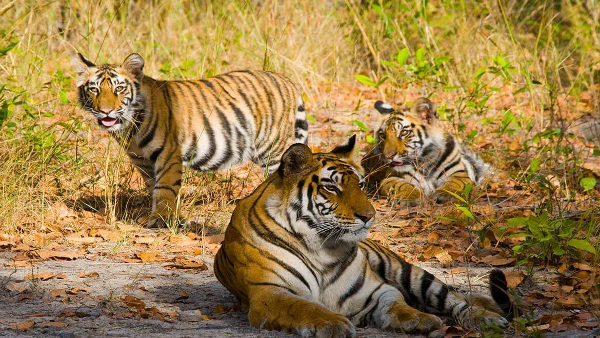 Tigres, Safari no Parque Nacional Bandhavgarh, Índia