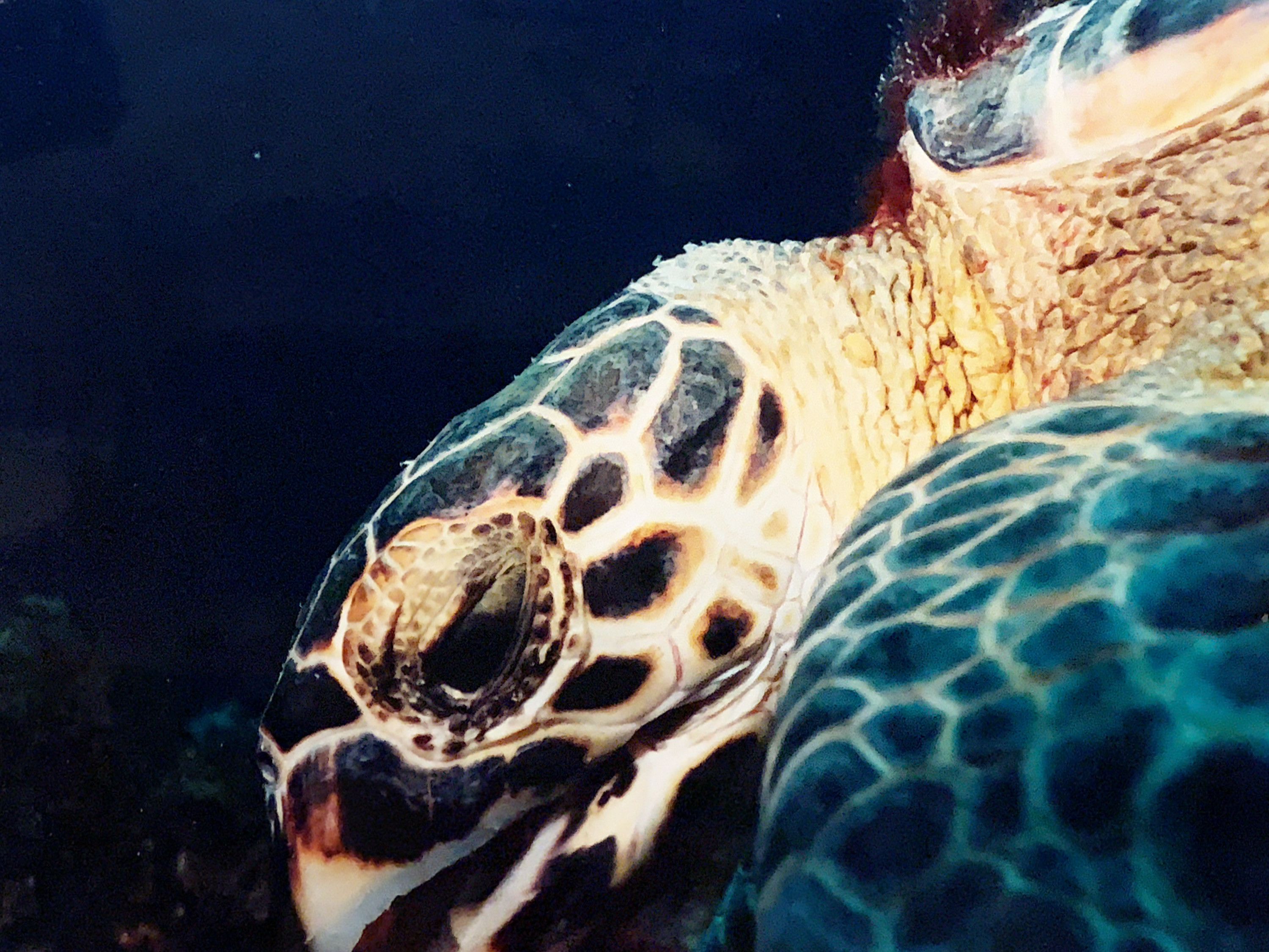 Mergulho em San Andres