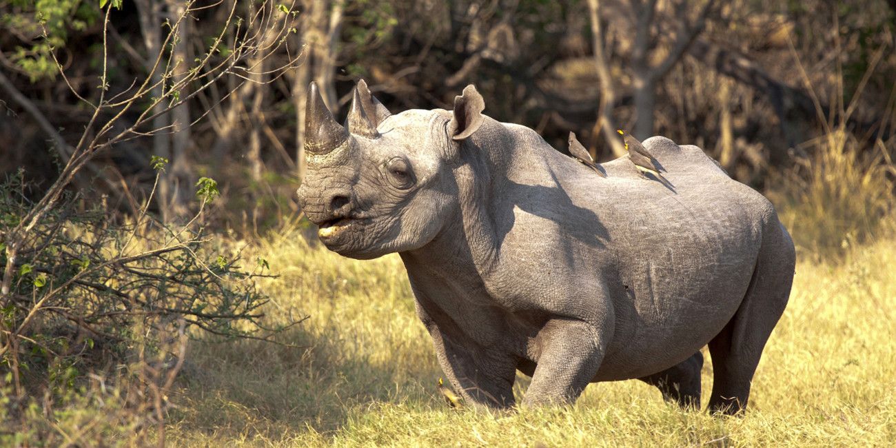 Botswana Rhino com Safari em Makgadikgadi