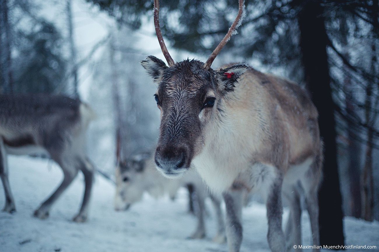 Pessoa em camelo no deserto