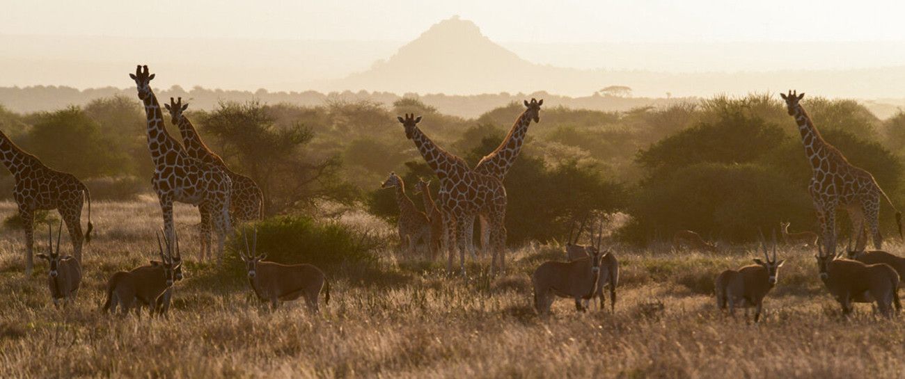 Caminhadas e Safáris no Quênia