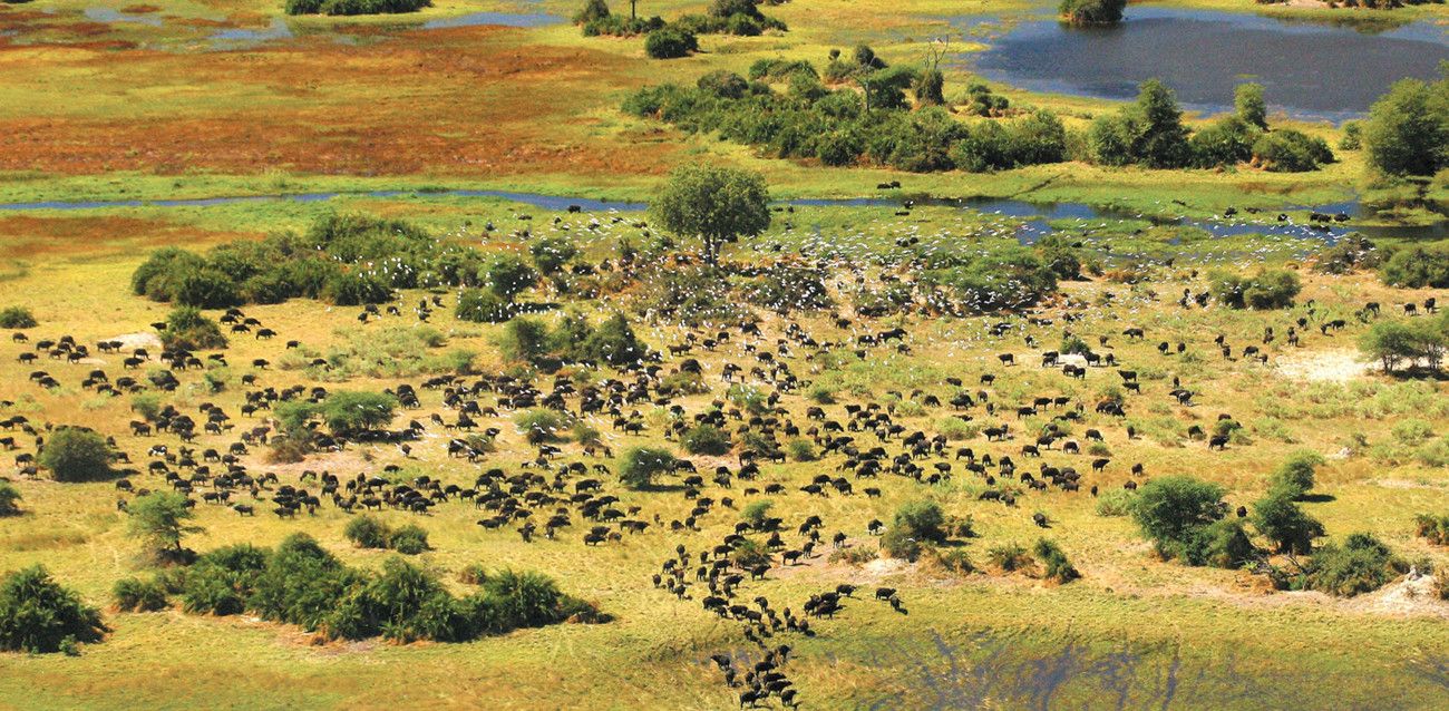Your Botswana Teenage Family Safari 
