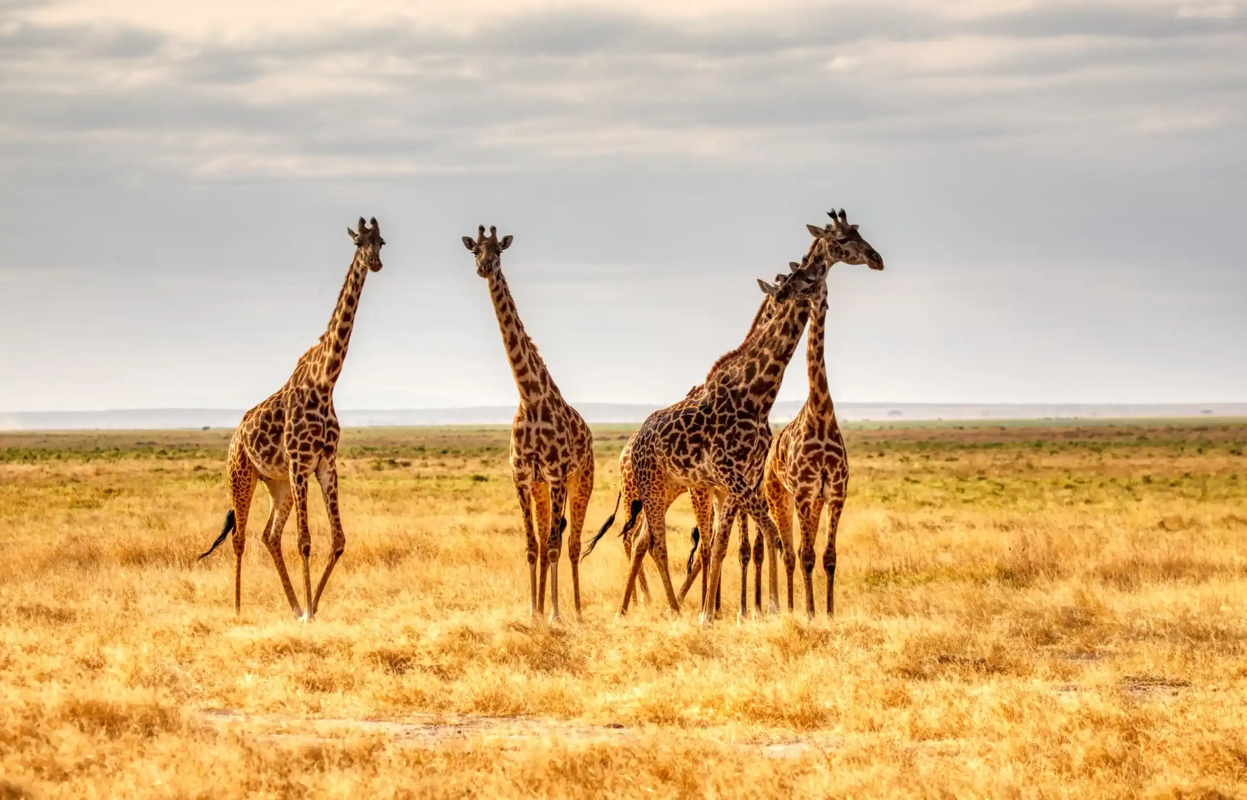 Girafas na savana