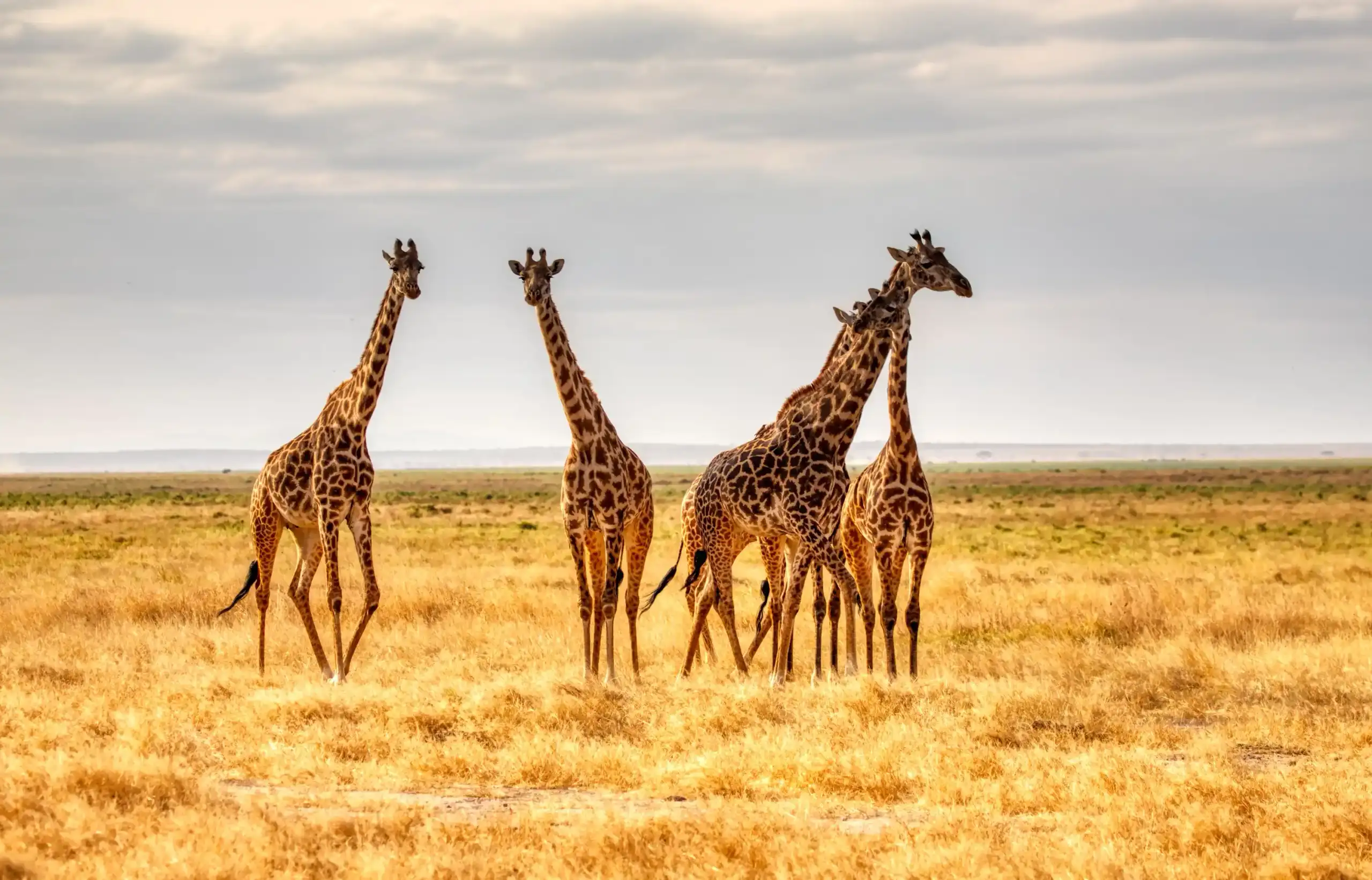 Girafas na savana