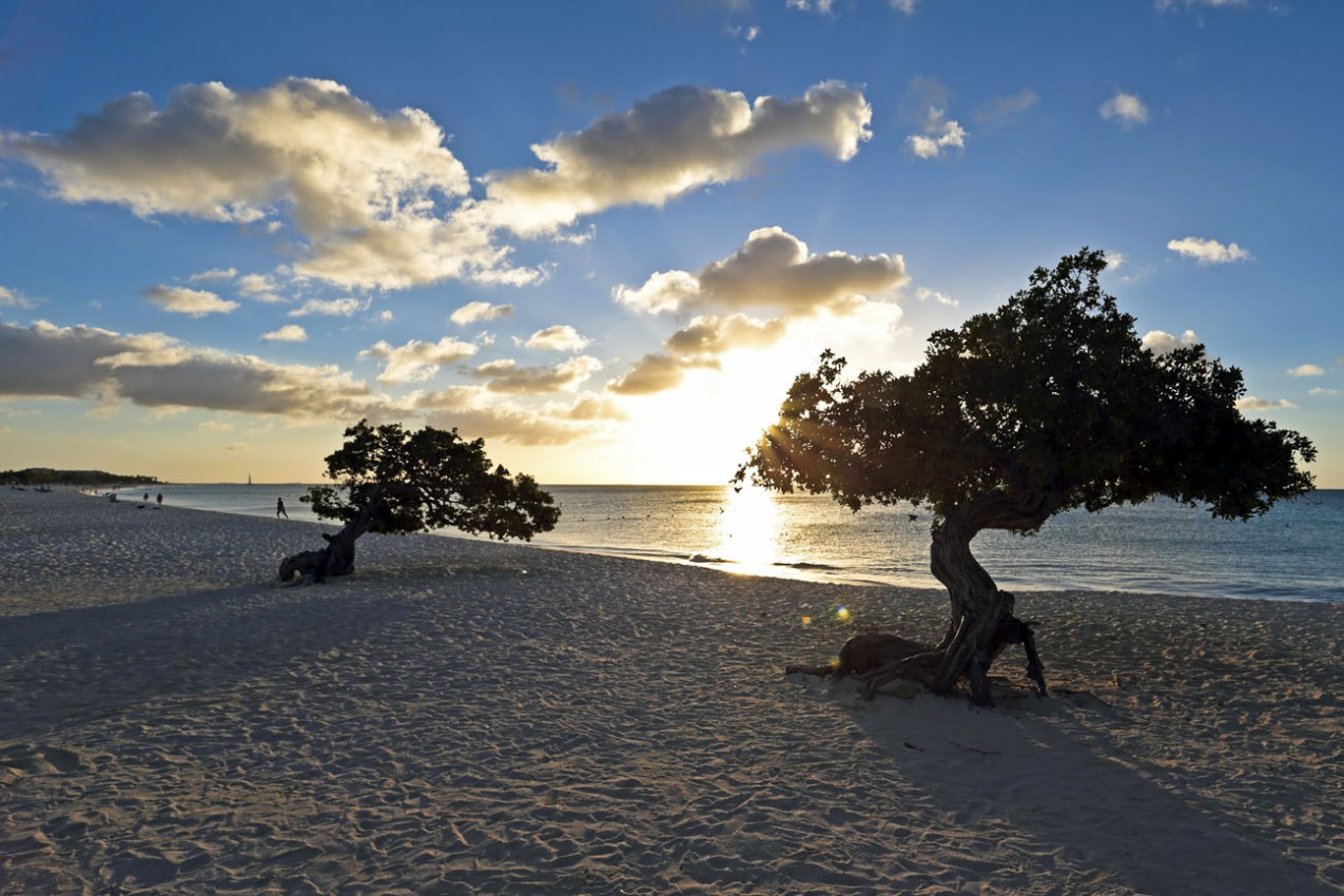 Árvore Divi-divi em Aruba