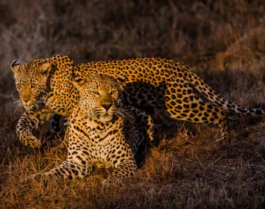 Safari Sabi Sabi Bush Lodge