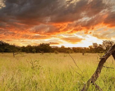 Karongwe Portfolio