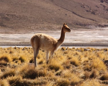 Atacama, Pucon e Santiago