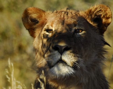 Safári África do Sul e Kalahari