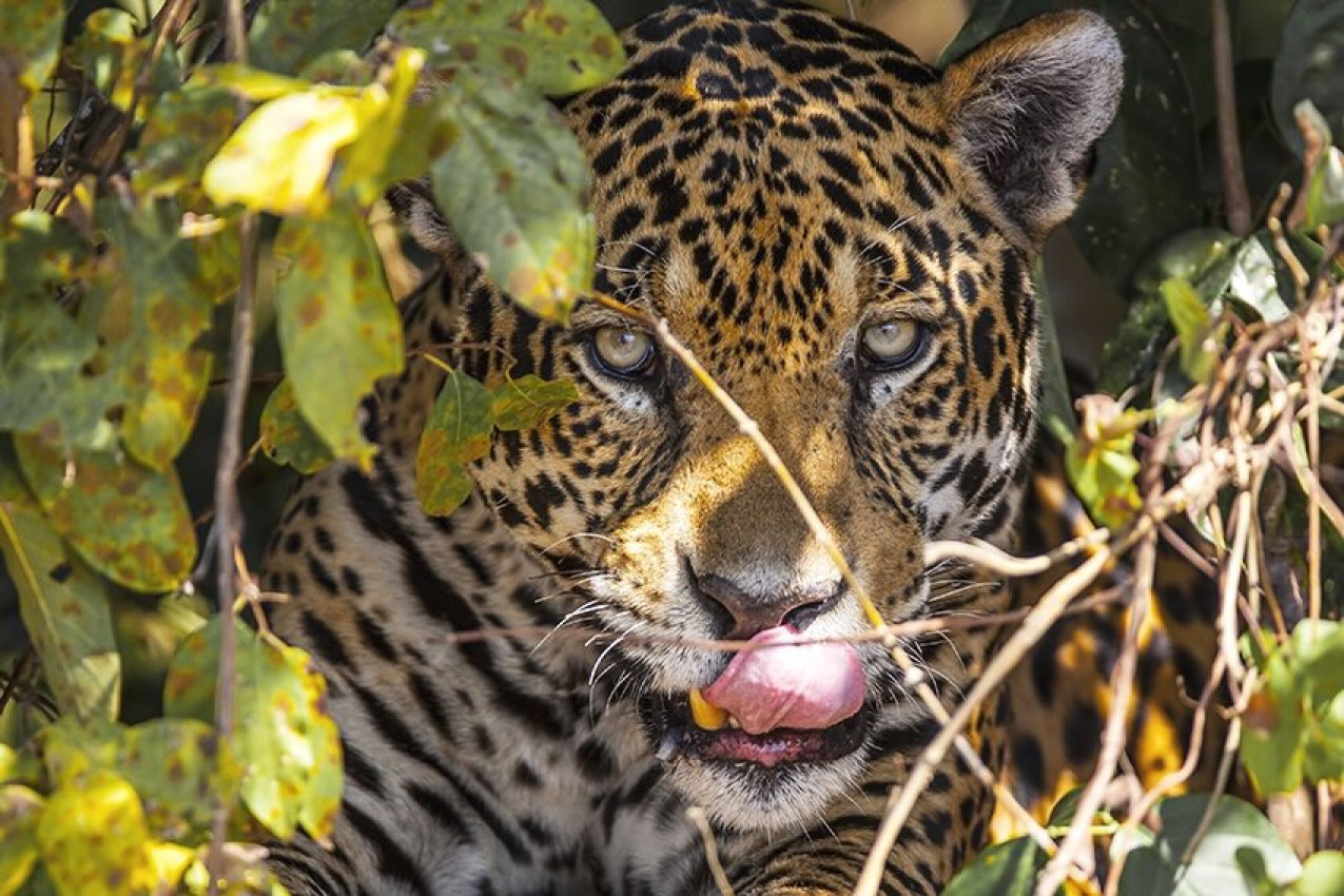 Viagem de moto ao pantanal, em busca da onça pintada - Motonline