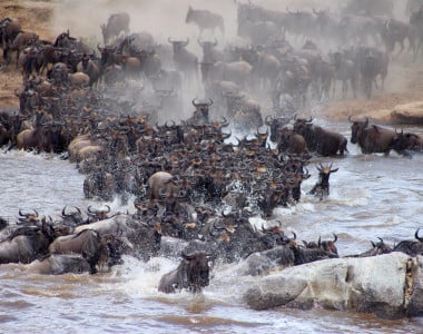 Serengeti Bushtops 