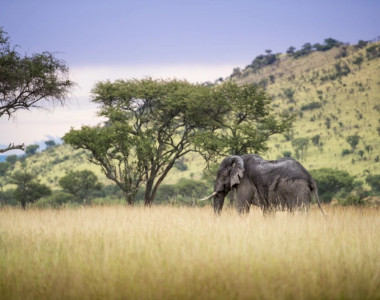 Arusha, Singita & Zuri Zanzibar