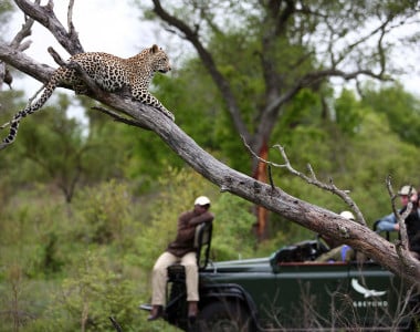 Safari Luxury em Phinda e Sabi Sand