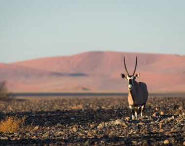 Short and Sweet Namibia by Wilderness 